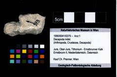 Foto (Objekt + Etikett) von Decapoda indet.  (NHMW-GEO-1990-0041-0379)